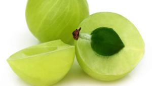 Indian gooseberry or amla farmers in Pratapgarh are a worried lot. The district in Uttar Pradesh is the world’s largest producer of this vitamin C-rich fruit but its cultivation is no longer profitable.(HT File) Indian gooseberry or amla farmers in Pratapgarh are a worried lot. The district in Uttar Pradesh is the world’s largest producer of this vitamin C-rich fruit but its cultivation is no longer profitable.(HT File)