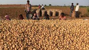 As food and beverage giant PepsiCo India withdrew all cases against the Gujarat farmers over potato seeds sowing rights, the farmers are now demanding compensation and apology from the multinational company.(AFP) As food and beverage giant PepsiCo India withdrew all cases against the Gujarat farmers over potato seeds sowing rights, the farmers are now demanding compensation and apology from the multinational company.(AFP)
