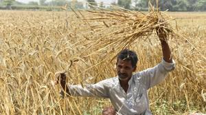 All seats face an agricultural crisis and widespread migration of the youth.(Arvind Yadav/ Hindustan Times) All seats face an agricultural crisis and widespread migration of the youth.(Arvind Yadav/ Hindustan Times)