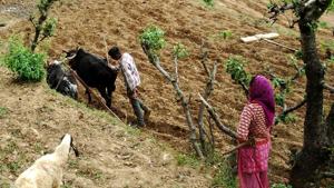 Forty two villages from five districts of Uttarakhand have been selected for organic farming project.(HT Photo / Representative Image) Forty two villages from five districts of Uttarakhand have been selected for organic farming project.(HT Photo / Representative Image)