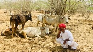 Barmer district is reeling under the severest drought of the decade this year.(HT Photo) Barmer district is reeling under the severest drought of the decade this year.(HT Photo)