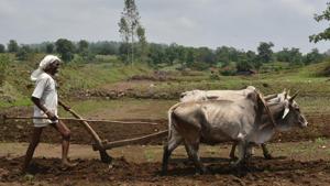 The Madhya Pradesh government is considering amending the 84-year-old Money Lenders Act to define the payment schedule and caps on interest rates in an attempt to help farmers who have borrowed from moneylenders.(Mujeeb Faruqui/HT File Photo) The Madhya Pradesh government is considering amending the 84-year-old Money Lenders Act to define the payment schedule and caps on interest rates in an attempt to help farmers who have borrowed from moneylenders.(Mujeeb Faruqui/HT File Photo)