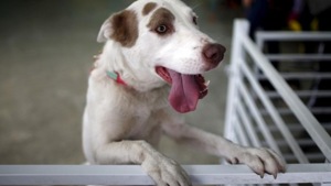 The dog dug around the area and began barking, alerting his owner a cattle herder, who went to the site.(Reuters/ Representative Image) The dog dug around the area and began barking, alerting his owner a cattle herder, who went to the site.(Reuters/ Representative Image)