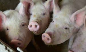 The authorities have detected contaminated pork products at airports and borders, but have not yet found any cases at farms.(AP/ Representative Image) The authorities have detected contaminated pork products at airports and borders, but have not yet found any cases at farms.(AP/ Representative Image)