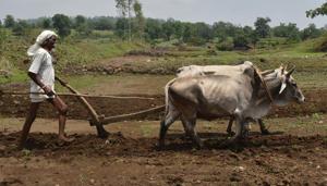Farmer plough the field.(Mujeeb Faruqui/HT file photo for representation)