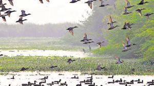 The land-owning agency has roped in CR Babu, who heads the Centre for Environmental Management of Degraded Ecosystems (CEMDE) at the Delhi University, for the project.(Sunil Ghosh / Hindustan Times) The land-owning agency has roped in CR Babu, who heads the Centre for Environmental Management of Degraded Ecosystems (CEMDE) at the Delhi University, for the project.(Sunil Ghosh / Hindustan Times)