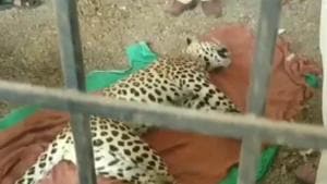 A sub-adult leopard was beaten to death by villagers in Malhargarh tehsil of Mandsaur district on Monday after it attacked two villagers(ANI/Twitter) A sub-adult leopard was beaten to death by villagers in Malhargarh tehsil of Mandsaur district on Monday after it attacked two villagers(ANI/Twitter)