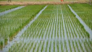 This short grain variety of rice develops seeds within 60-70 days of sowing which makes it suitable for cultivation in summers i.e from April-June.(Representative image) This short grain variety of rice develops seeds within 60-70 days of sowing which makes it suitable for cultivation in summers i.e from April-June.(Representative image)