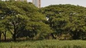 An order by the forest department, dated April 3, stated that the felling of trees would be carried out for a road-widening project for a cycle track, which is to be built from Rezengla Chowk to Delhi-Bijwasan border(HTPhotos) An order by the forest department, dated April 3, stated that the felling of trees would be carried out for a road-widening project for a cycle track, which is to be built from Rezengla Chowk to Delhi-Bijwasan border(HTPhotos)