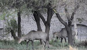 A flock of Nilgai, at Botanical Garden, in Noida, on Sunday, May 19, 2019. Authorities are planning a facelift for the garden by the end of this year.(Sunil Ghosh / HT Photo) A flock of Nilgai, at Botanical Garden, in Noida, on Sunday, May 19, 2019. Authorities are planning a facelift for the garden by the end of this year.(Sunil Ghosh / HT Photo)