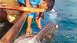 Ganesh B Nakhawa, chairman, Maharashtra Purse Seine Fishermen Welfare Association, of which Khopatkar is a member, said awareness about protected marine species needs to be spread among the fisherfolk(HTPhotos) Ganesh B Nakhawa, chairman, Maharashtra Purse Seine Fishermen Welfare Association, of which Khopatkar is a member, said awareness about protected marine species needs to be spread among the fisherfolk(HTPhotos)