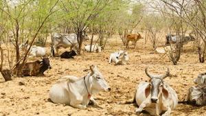 Barmer and Jaisalmer districts are facing the severest drought of the decade, according to a government report.(HT File) Barmer and Jaisalmer districts are facing the severest drought of the decade, according to a government report.(HT File)
