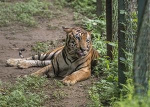 The tumour is on the tiger’s lower lip(Satish Bate/HT Photo) The tumour is on the tiger’s lower lip(Satish Bate/HT Photo)