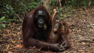 A chimpanzee sitting with her young one.(Unsplash) A chimpanzee sitting with her young one.(Unsplash)
