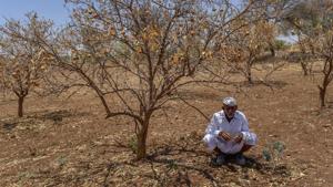 The data also shows that there is little focus on anti-drought measures, including water conservation, revival of traditional water bodies, plantations and micro irrigation works, despite grim forecasts by meteorologists. (Photo by Satish Bate/ Hindustan Times) The data also shows that there is little focus on anti-drought measures, including water conservation, revival of traditional water bodies, plantations and micro irrigation works, despite grim forecasts by meteorologists. (Photo by Satish Bate/ Hindustan Times)