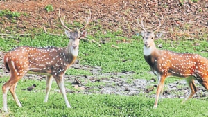 The number of animals counted at the Sanjay Gandhi National Park (SGNP) during this year’s waterhole census was 12% lower than last year. The number of animals counted at the Sanjay Gandhi National Park (SGNP) during this year’s waterhole census was 12% lower than last year.