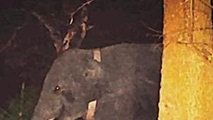 Bijoy Gogoi, the vet who tranquillised the tusker, said this was the third time the animal had been sedated since August 2018 when it strayed on to the National Highway.(HT Photo) Bijoy Gogoi, the vet who tranquillised the tusker, said this was the third time the animal had been sedated since August 2018 when it strayed on to the National Highway.(HT Photo)