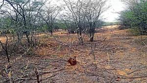 Sunil Harsana, a conservationist from Mangar in Faridabad, said he counted at least 500 tree stumps. Sunil Harsana, a conservationist from Mangar in Faridabad, said he counted at least 500 tree stumps.