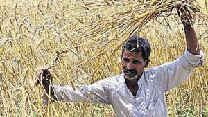 The Union agriculture ministry is looking at algorithms to fix delays in paying farmers their claims under the Pradhan Mantri Fasal Bima Yojana, a major issue hobbling the flagship crop insurance scheme(Arvind Yadav / HT File) The Union agriculture ministry is looking at algorithms to fix delays in paying farmers their claims under the Pradhan Mantri Fasal Bima Yojana, a major issue hobbling the flagship crop insurance scheme(Arvind Yadav / HT File)