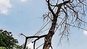 A tree on a footpath, near Vikas Minar in New Delhi.(Raj K Raj/HT file) A tree on a footpath, near Vikas Minar in New Delhi.(Raj K Raj/HT file)