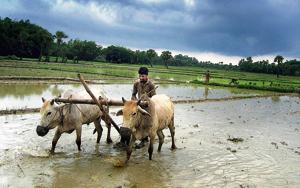Over 20% of our farmers live below the poverty line. Evidence suggests that the speed with which the agriculture sector reduces rural poverty is at least twice of what the rest of the economy and when growth in agriculture is rejuvenated, poverty decline became faster.(PTI) Over 20% of our farmers live below the poverty line. Evidence suggests that the speed with which the agriculture sector reduces rural poverty is at least twice of what the rest of the economy and when growth in agriculture is rejuvenated, poverty decline became faster.(PTI)