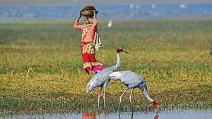 Assessments show that the wetland is spread over 100 hectares, and activists have been demanding its notification.(HT archive) Assessments show that the wetland is spread over 100 hectares, and activists have been demanding its notification.(HT archive)