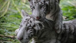 A couple of white tiger cubs are the new guests of the National Zoo of Nicaragua, which has a population of 400 animals of 90 species, according to park sources.(AFP Fille Photo) A couple of white tiger cubs are the new guests of the National Zoo of Nicaragua, which has a population of 400 animals of 90 species, according to park sources.(AFP Fille Photo)