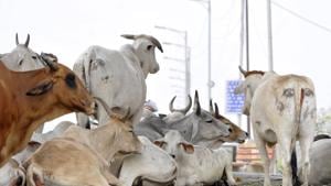 The Lucknow bench of Allahabad high court on Tuesday directed the Lucknow Cantonment Board chief executive officer (CEO) to file an affidavit (reply) elaborating the steps taken and those which are to be taken for making Cantonment area free of garbage and stray-cattle.(HT Photo / Representative Image) The Lucknow bench of Allahabad high court on Tuesday directed the Lucknow Cantonment Board chief executive officer (CEO) to file an affidavit (reply) elaborating the steps taken and those which are to be taken for making Cantonment area free of garbage and stray-cattle.(HT Photo / Representative Image)