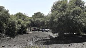 Expanding mangrove cover and a sharp rise in encroachments has shrunk almost 70% of prime bird habitat near the Bhandup pumping station(Anshuman Poyrekar/HT Photo) Expanding mangrove cover and a sharp rise in encroachments has shrunk almost 70% of prime bird habitat near the Bhandup pumping station(Anshuman Poyrekar/HT Photo)