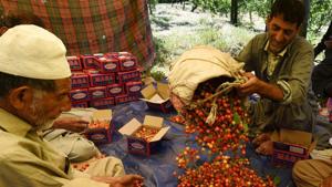 Farmers packing cherries for export at an orchard in Srinagar.(HT Photo/Waseem Andrabi) Farmers packing cherries for export at an orchard in Srinagar.(HT Photo/Waseem Andrabi)
