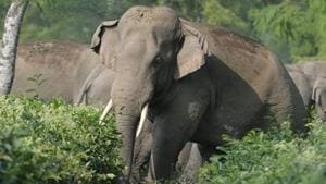 Human-elephant conflict is common in thickly forested northern Chhattisgarh which comprises districts of Surguja, Surajpur, Korba, Raigarh, Jashpur, Balrampur and Korea.(AFP) Human-elephant conflict is common in thickly forested northern Chhattisgarh which comprises districts of Surguja, Surajpur, Korba, Raigarh, Jashpur, Balrampur and Korea.(AFP)