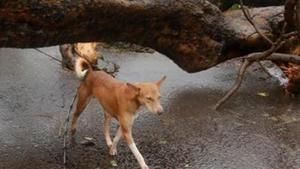 A dog saved his owner’s life by forcing a tiger to retreat in Seoni district of Madhya Pradesh(REUTERS) A dog saved his owner’s life by forcing a tiger to retreat in Seoni district of Madhya Pradesh(REUTERS)