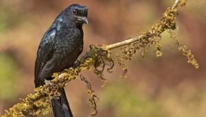 As the rain clouds roll in, several birds get to sound and display, but the glossy racket-tailed drongo (above) struts to the fore with its spectacular range of tunes and special tail feathers.(Vinayak Yardi) As the rain clouds roll in, several birds get to sound and display, but the glossy racket-tailed drongo (above) struts to the fore with its spectacular range of tunes and special tail feathers.(Vinayak Yardi)