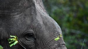 A marauding jumbo killed three village residents of Sarna Toli under Lapung police station limits near Ranchi on Saturday morning, the police said.(AFP Photo) A marauding jumbo killed three village residents of Sarna Toli under Lapung police station limits near Ranchi on Saturday morning, the police said.(AFP Photo)