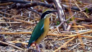 The rare male Indian Pitta ‘Navrang’ was recently spotted at Chandmari lake in Jharkhand’s Chaibasa.(HT Photo) The rare male Indian Pitta ‘Navrang’ was recently spotted at Chandmari lake in Jharkhand’s Chaibasa.(HT Photo)