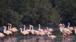 The wetland and the adjacent Thane Creek Flamingo Sanctuary are globally significant, serving as a stop for migratory birds using the Central Asian Flyway.(HT File Photo/Praful Gangurde) The wetland and the adjacent Thane Creek Flamingo Sanctuary are globally significant, serving as a stop for migratory birds using the Central Asian Flyway.(HT File Photo/Praful Gangurde)