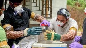 A Nipah outbreak in May last year had claimed 17 lives, including that of a nurse who treated one of the patients.(PTI file photo) A Nipah outbreak in May last year had claimed 17 lives, including that of a nurse who treated one of the patients.(PTI file photo)