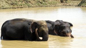 Elephants at Dalma Wildlife Sanctuary near Jamshedpur, May 28, 2019. The increase in their numbers is a clear sign that elephants have once again started considering Dalma as a safe and conducive habitat.(HT Photo) Elephants at Dalma Wildlife Sanctuary near Jamshedpur, May 28, 2019. The increase in their numbers is a clear sign that elephants have once again started considering Dalma as a safe and conducive habitat.(HT Photo)