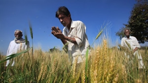 The sources of pollution are the usual human excesses: pesticides, fertilisers, industrial effluents, domestic and municipal wastes, agrochemicals and deforestation, which also increases erosion.(HT Photo) The sources of pollution are the usual human excesses: pesticides, fertilisers, industrial effluents, domestic and municipal wastes, agrochemicals and deforestation, which also increases erosion.(HT Photo)