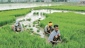 Over 96% of the 35.78 billion cubic metre groundwater extracted is used by paddy growers, according to Punjab’s agriculture department.(PTI File Photo) Over 96% of the 35.78 billion cubic metre groundwater extracted is used by paddy growers, according to Punjab’s agriculture department.(PTI File Photo)