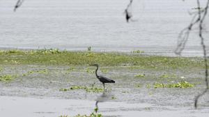 The camera tower will be set up at the Okhla bird sanctuary before the birding season in winter.(Sunil Ghosh / HT Photo) The camera tower will be set up at the Okhla bird sanctuary before the birding season in winter.(Sunil Ghosh / HT Photo)