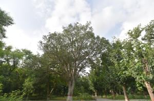 Public sector undertakings (PSUs) and private companies may be given a chance to raise these trees and earn from it,” a senior official said.(Anushree Fadnavis/HT File Photo) Public sector undertakings (PSUs) and private companies may be given a chance to raise these trees and earn from it,” a senior official said.(Anushree Fadnavis/HT File Photo)