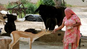 A Bishnoi woman offers food to a blackbuck at Datarwali village in the Abohar wildlife sanctuary.(Sanjeev Kumar / HT Photo) A Bishnoi woman offers food to a blackbuck at Datarwali village in the Abohar wildlife sanctuary.(Sanjeev Kumar / HT Photo)
