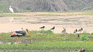 Experts said while heavy metals from the ash-dump do leachate in the soil and planners must take remedial measures.(HT Photo) Experts said while heavy metals from the ash-dump do leachate in the soil and planners must take remedial measures.(HT Photo)