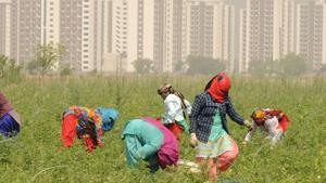 The horticulture department has adopted two villages to promote micro-irrigation among farmers for better conservation of water.(Parveen Kumar/Hindustan Times) The horticulture department has adopted two villages to promote micro-irrigation among farmers for better conservation of water.(Parveen Kumar/Hindustan Times)