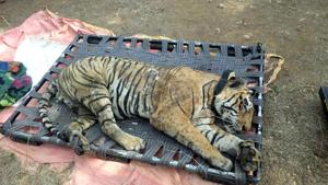 Tiger ST-16 died hours after it was administered a tranquilliser by a team of doctors treating it.(HT Photo) Tiger ST-16 died hours after it was administered a tranquilliser by a team of doctors treating it.(HT Photo)