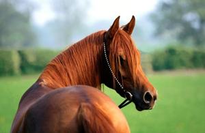 Veerpal said he never thought that his “best companion” would leave him so early. The horse was five years old.(Representative image) Veerpal said he never thought that his “best companion” would leave him so early. The horse was five years old.(Representative image)