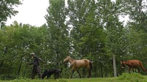 A nomadic Bakarwal man pulls a horse in Pulwama, Jammu and Kashmir, India.((Photo by Waseem Andrabi / Hindustan Times)) A nomadic Bakarwal man pulls a horse in Pulwama, Jammu and Kashmir, India.((Photo by Waseem Andrabi / Hindustan Times))