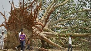The citizens’ group, Green Circle, has launched a campaign named ‘Paivitra Peepal’ to clear plastic, pooja material, and concrete waste dumped around trees. Image for representational purpose only.(PTI file photo) The citizens’ group, Green Circle, has launched a campaign named ‘Paivitra Peepal’ to clear plastic, pooja material, and concrete waste dumped around trees. Image for representational purpose only.(PTI file photo)
