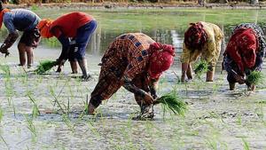 Farmhands planting paddy saplings at Bakshiwal village near Patiala on Wednesday. The state government has set June 13 as the official date for the sowing season.(Bharat Bhushan/HT File Photo) Farmhands planting paddy saplings at Bakshiwal village near Patiala on Wednesday. The state government has set June 13 as the official date for the sowing season.(Bharat Bhushan/HT File Photo)